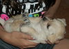 Reese the Maltese Puppy