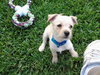 Reese the Maltese Puppy
