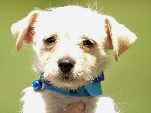 Reese the Maltese Puppy