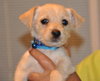 Reese the Maltese Puppy