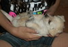 Cole the Maltese Puppy