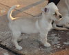 Cole the Maltese Puppy