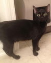 Salem the Sweet & Mellow Cat