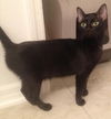 Salem the Sweet & Mellow Cat