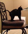 Salem the Sweet & Mellow Cat