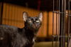 Salem the Sweet & Mellow Cat