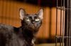 Salem the Sweet & Mellow Cat