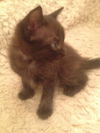 Talia the Playful Kitten