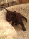 Talia the Playful Kitten