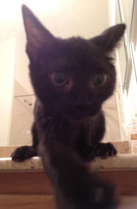 Talia the Playful Kitten