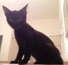 Talia the Playful Kitten