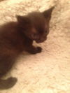 Valor the Handsome Kitten