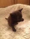 Valor the Handsome Kitten