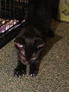 Valor the Handsome Kitten