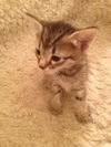 Arthur the Kitten