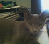 Anastasia the Grand Lady