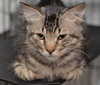 Cooper the Lap Hog Kitten