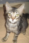 Bentley the Purr Monster Kitten