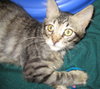 Bentley the Purr Monster Kitten