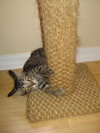 Bentley the Purr Monster Kitten