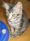 Bentley the Purr Monster Kitten