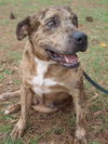 Cal the Catahoula/Terrier Mix