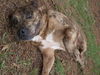 Cal the Catahoula/Terrier Mix