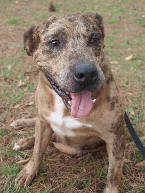 Catahoula hot sale terrier mix