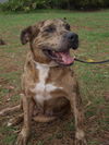 Cal the Catahoula/Terrier Mix