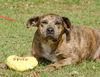 Cal the Catahoula/Terrier Mix