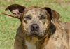 Cal the Catahoula/Terrier Mix