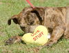 Cal the Catahoula/Terrier Mix