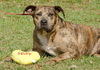 Cal the Catahoula/Terrier Mix