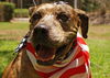 Cal the Catahoula/Terrier Mix