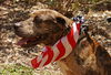 Cal the Catahoula/Terrier Mix