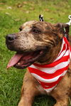 Cal the Catahoula/Terrier Mix