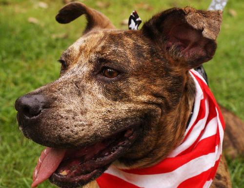 Cal the Catahoula/Terrier Mix