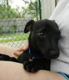 Kuma the Dachshund Mix