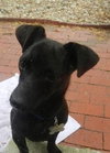 Kuma the Dachshund Mix