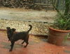 Kuma the Dachshund Mix