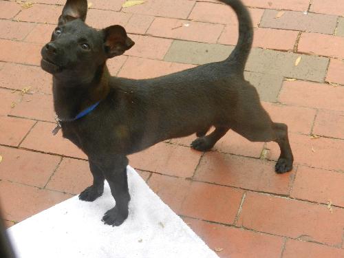 Kuma the Dachshund Mix