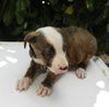 Krystal the Australian Shepherd Mix Puppy