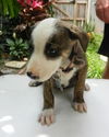 Krystal the Australian Shepherd Mix Puppy