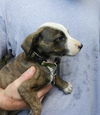 Krystal the Australian Shepherd Mix Puppy