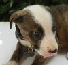 Krystal the Australian Shepherd Mix Puppy