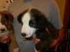 Fluffy the Australian Shepherd Puppy