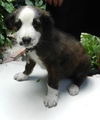 Fluffy the Australian Shepherd Puppy