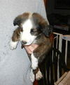 Fluffy the Australian Shepherd Puppy