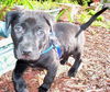 Kalvin the Puppy