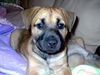 Emma the Lab